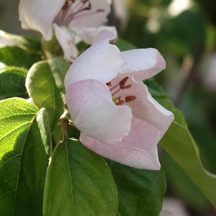 Marmeleiro Aromatnaya - Cydonia oblonga (Floração)