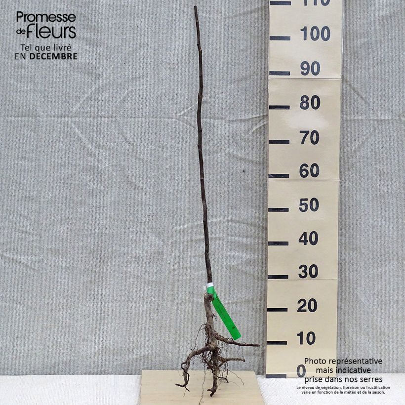 Amostra de Marmeleiro Champion Bio - Cydonia oblonga Raízes nuas, Rebento tal como entregue no inverno