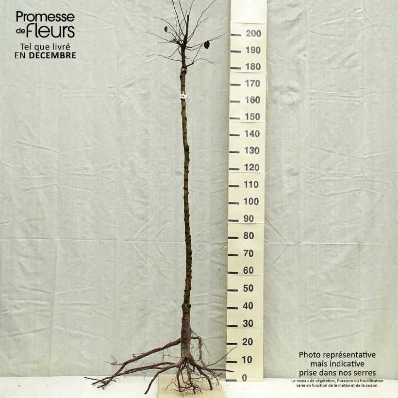 Amostra de Cognassier commun - Cydonia oblonga Raízes nuas, Meia haste tal como entregue no inverno
