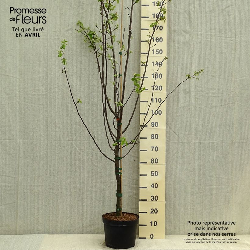 Amostra de Marmeleiro Leskovacz - Cydonia oblonga Vaso de 7,5 L/10 L tal como entregue na primavera