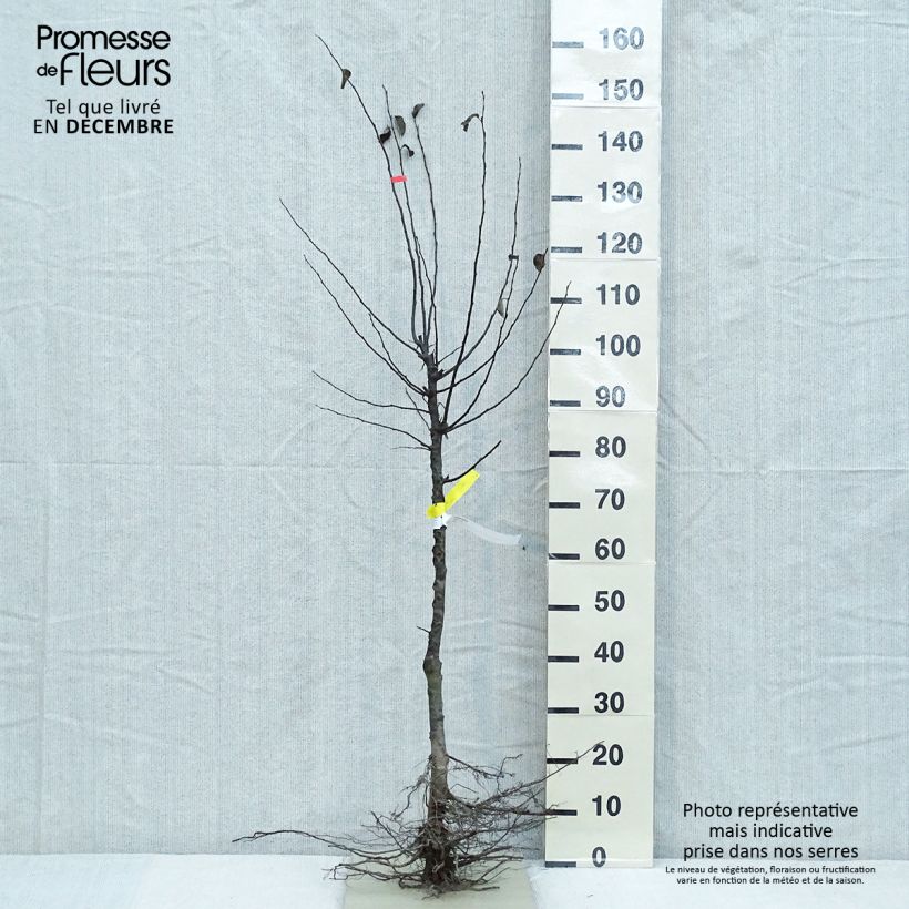 Amostra de Cognassier commun - Cydonia oblonga Raízes nuas, Copo tal como entregue no inverno
