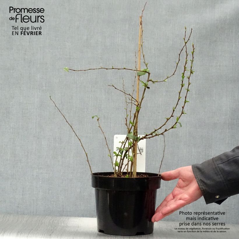 Amostra de Marmeleiro-do-Japão Cameo Vaso de 3 L/4 L tal como entregue no inverno