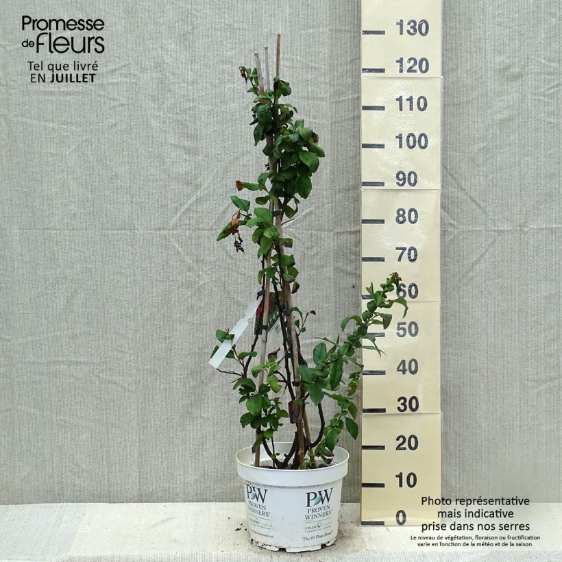 Amostra de Marmeleiro-do-Japão Mango Storm Vaso de 7,5 L/10 L tal como entregue no verão