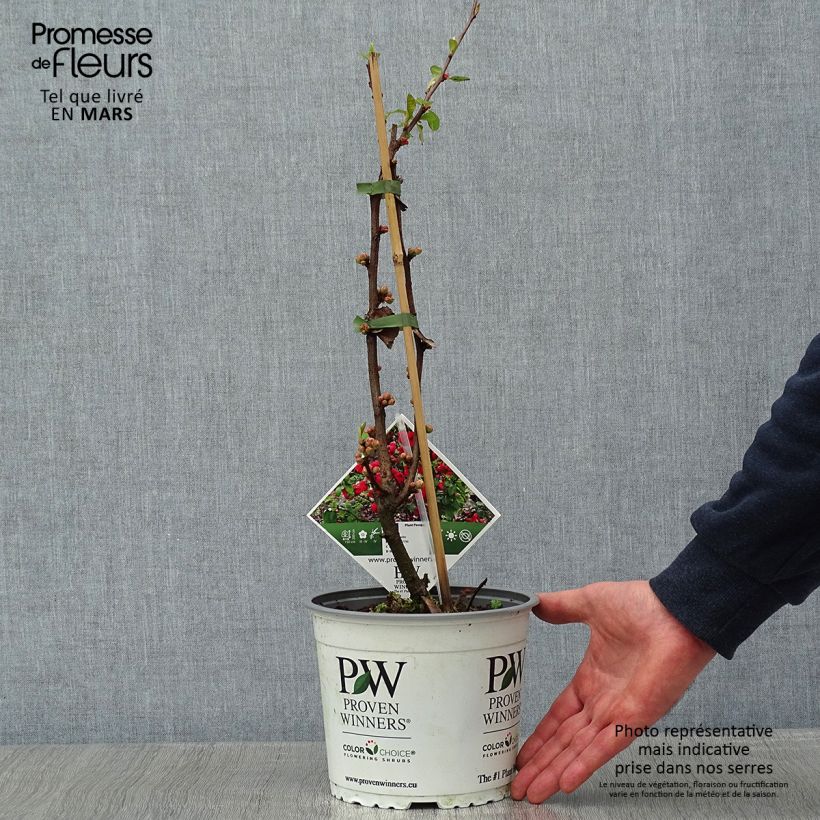 Amostra de Cognassier du Japon - Chaenomeles speciosa Mango Storm Vaso de 3 L/4 L tal como entregue no inverno