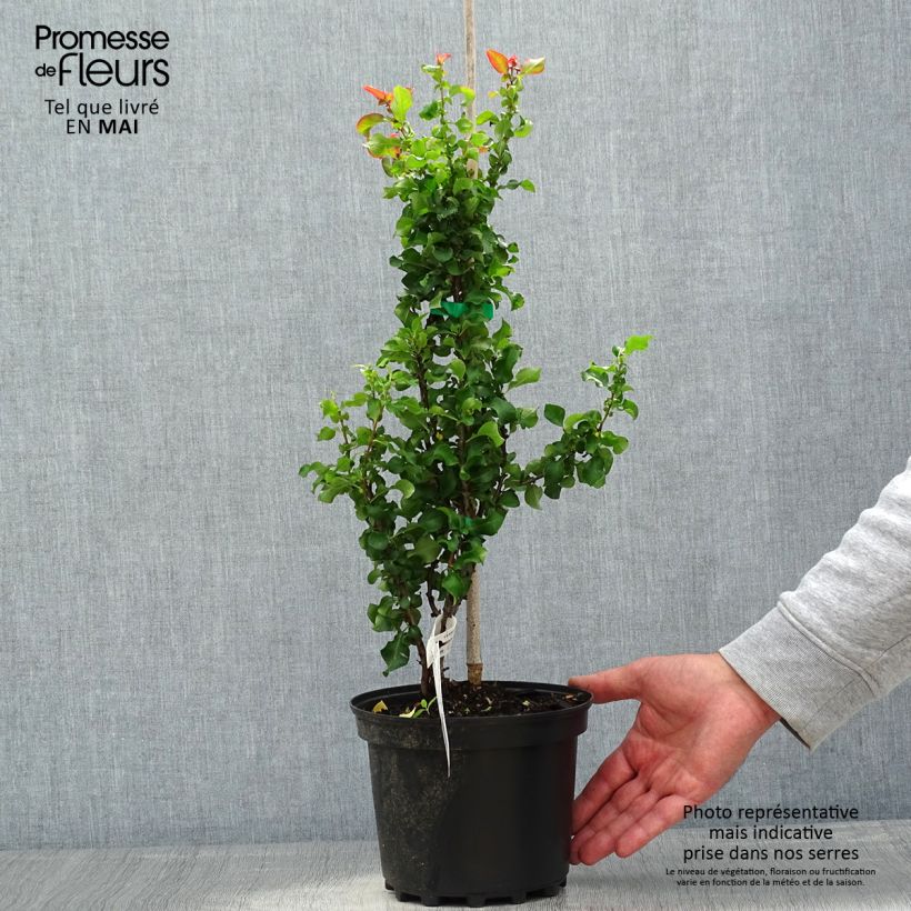 Amostra de Marmeleiro-do-Japão Red Kimono Vaso de 4 L/5 L tal como entregue na primavera