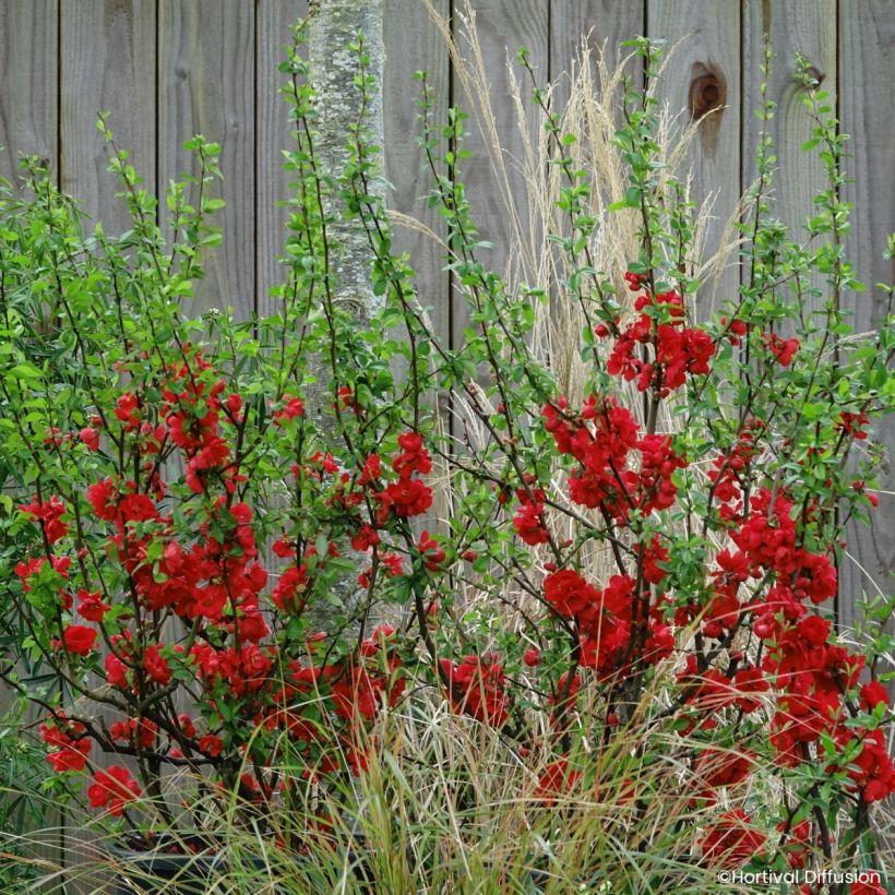 Marmeleiro-do-Japão Double Delice Rouge Baiser (Hábito)