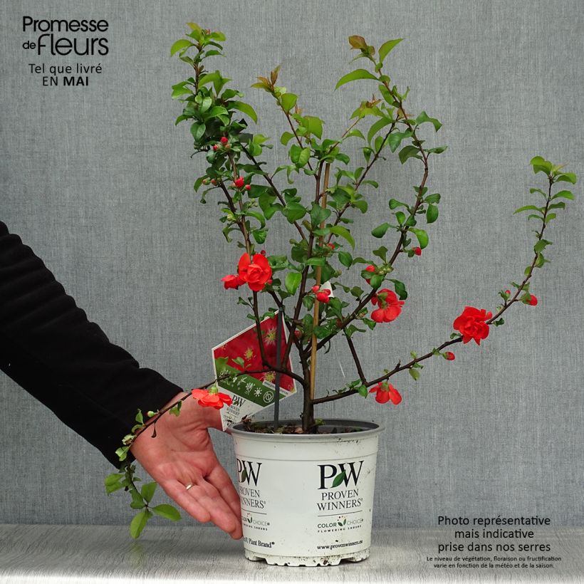 Amostra de Marmeleiro-do-Japão Scarlet Storm Vaso de 3 L/4 L tal como entregue na primavera