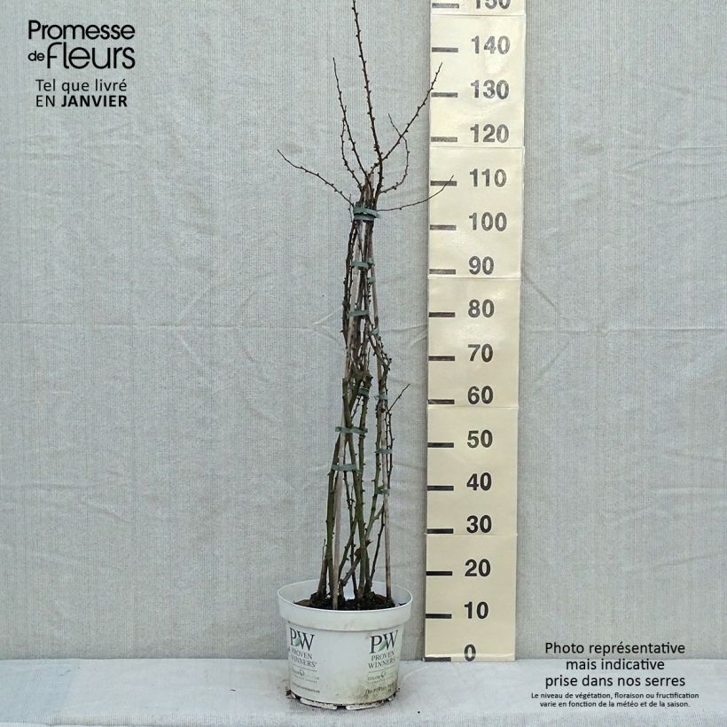 Amostra de Cognassier du Japon - Chaenomeles speciosa Scarlet Storm   Vaso de 7,5 L/10 L tal como entregue no inverno