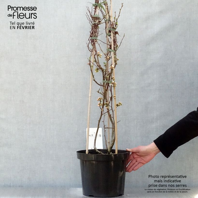 Amostra de Marmeleiro-do-Japão Toyo-Nishiki Vaso de 7,5 L/10 L tal como entregue no inverno