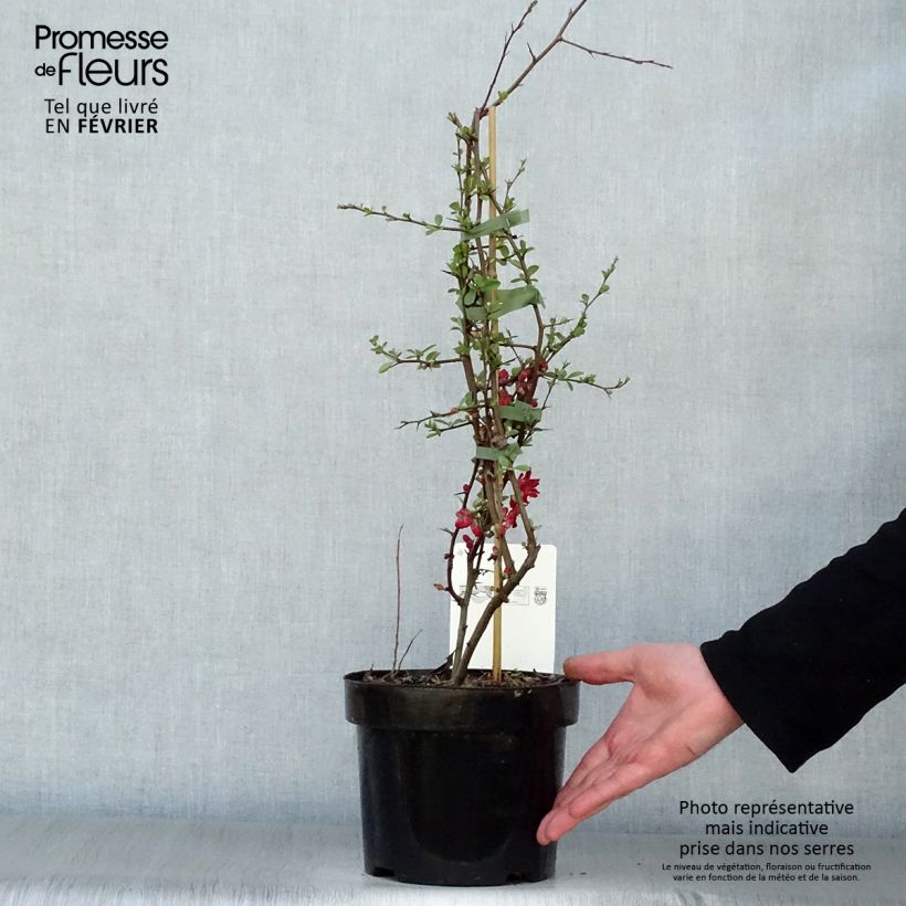 Amostra de Cognassier du Japon - Chaenomeles x superba Elly Mossel Vaso de 2 L/3 L tal como entregue no inverno