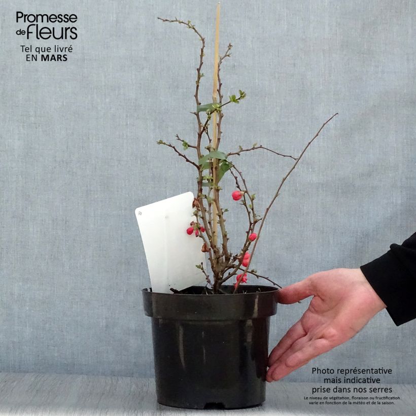 Amostra de Marmeleiro-do-Japão Texas Scarlet Vaso de 2 L/3 L tal como entregue na primavera