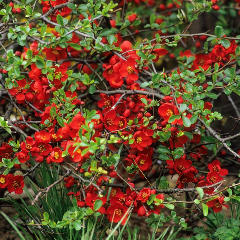 Marmeleiro-do-Japão Crimson and Gold (Floração)