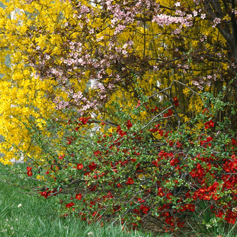 Marmeleiro-do-Japão Crimson and Gold (Hábito)