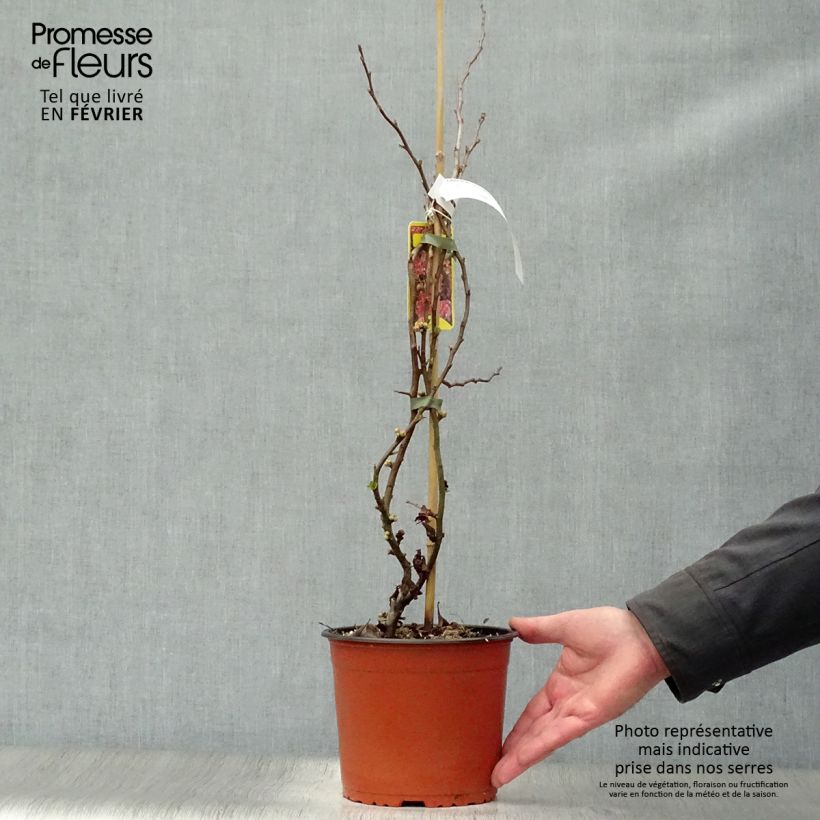 Amostra de Marmeleiro-do-Japão Falconnet Charlet Vaso de 2 L/3 L tal como entregue no inverno