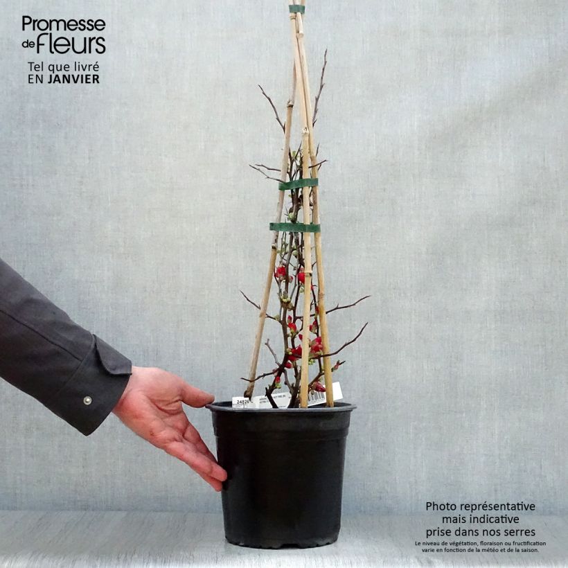 Amostra de Cognassier du Japon Hot Fire - Chaenomeles speciosa  Vaso de 4 L/5 L tal como entregue no inverno