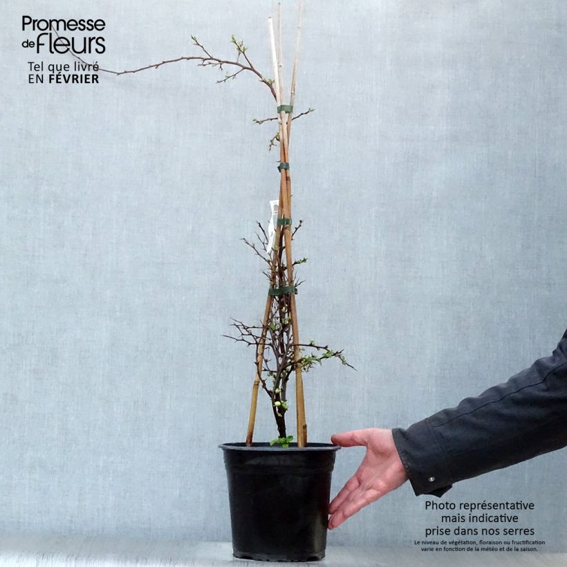 Amostra de Cognassier du Japon Kinshiden - Chaenomeles speciosa Vaso de 3 L/4 L tal como entregue no inverno