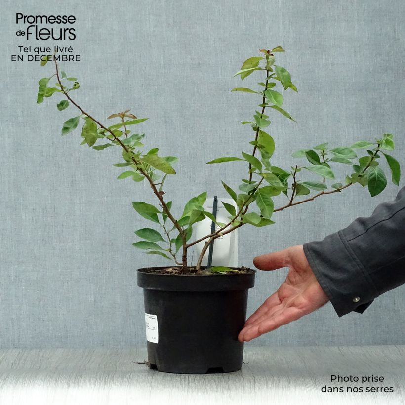 Amostra de Chaenomeles superba Nicoline - Chaenomeles superba Vaso de 2 L/3 L tal como entregue no inverno