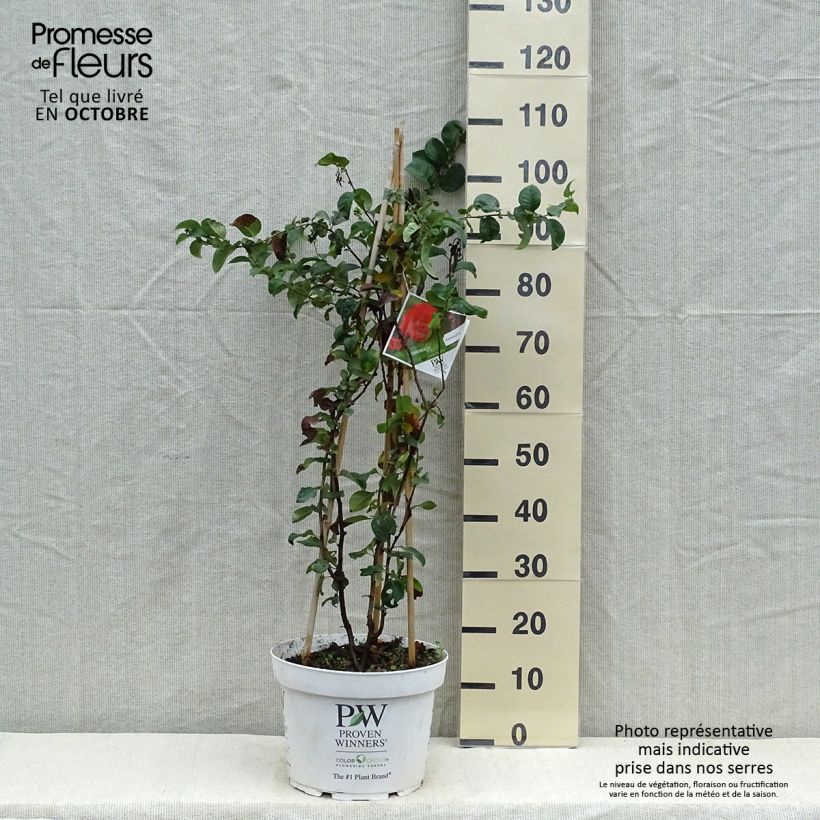 Amostra de Marmeleiro-do-Japão Orange Storm Vaso de 7,5 L/10 L tal como entregue no outono