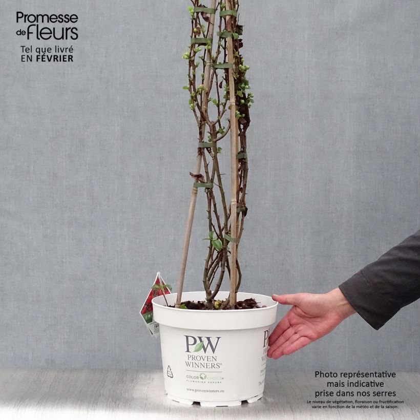 Amostra de Cognassier du Japon Orange Storm - Chaenomeles speciosa Vaso de 7,5 L/10 L tal como entregue no inverno