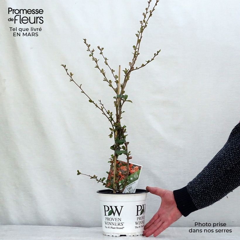 Amostra de Marmeleiro-do-Japão Orange Storm Vaso de 2 L/3 L tal como entregue na primavera