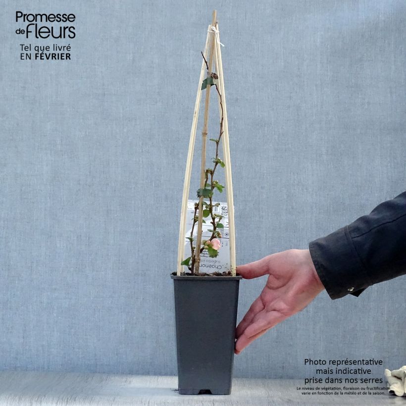 Amostra de Cognassier du Japon Pink Lady - Chaenomeles superba  Vaso de 2 L/3 L tal como entregue no inverno