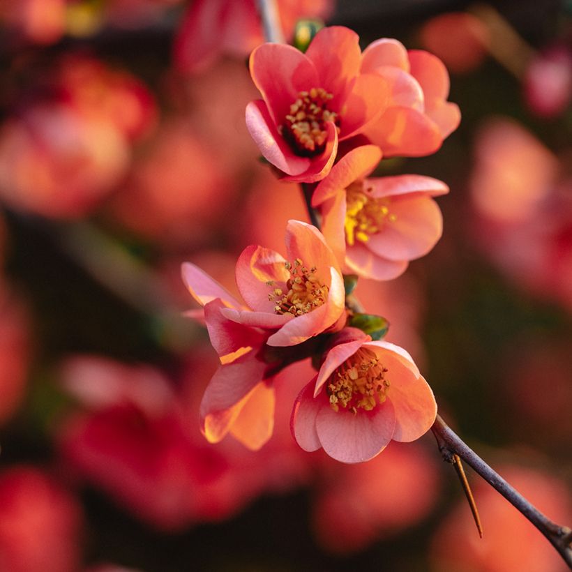 Marmeleiro-do-Japão Red Joy (Floração)