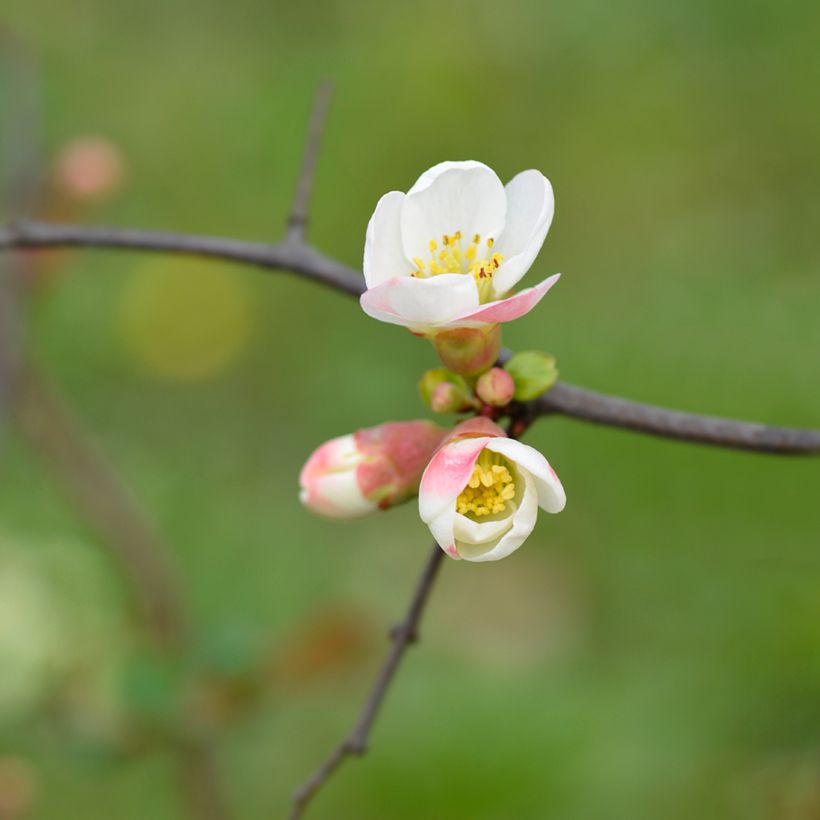 Marmeleiro-do-Japão Toyo-Nishiki (Floração)