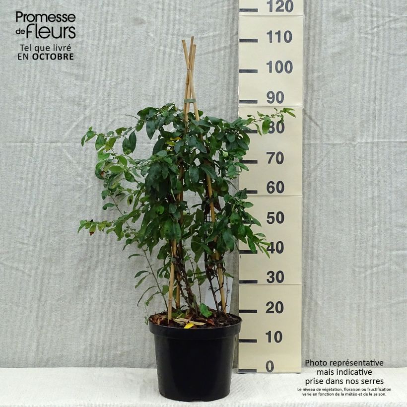 Amostra de Marmeleiro-do-Japão Yukigoten Vaso de 7,5 L/10 L tal como entregue no outono