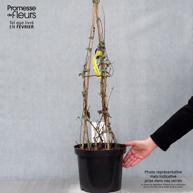 Amostra de Cognassier du Japon Yukigoten  - Chaenomeles speciosa Vaso de 7,5 L/10 L tal como entregue no inverno