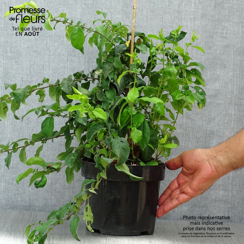 Amostra de Marmeleiro-do-Japão Yukigoten Vaso de 3 L/4 L tal como entregue no verão