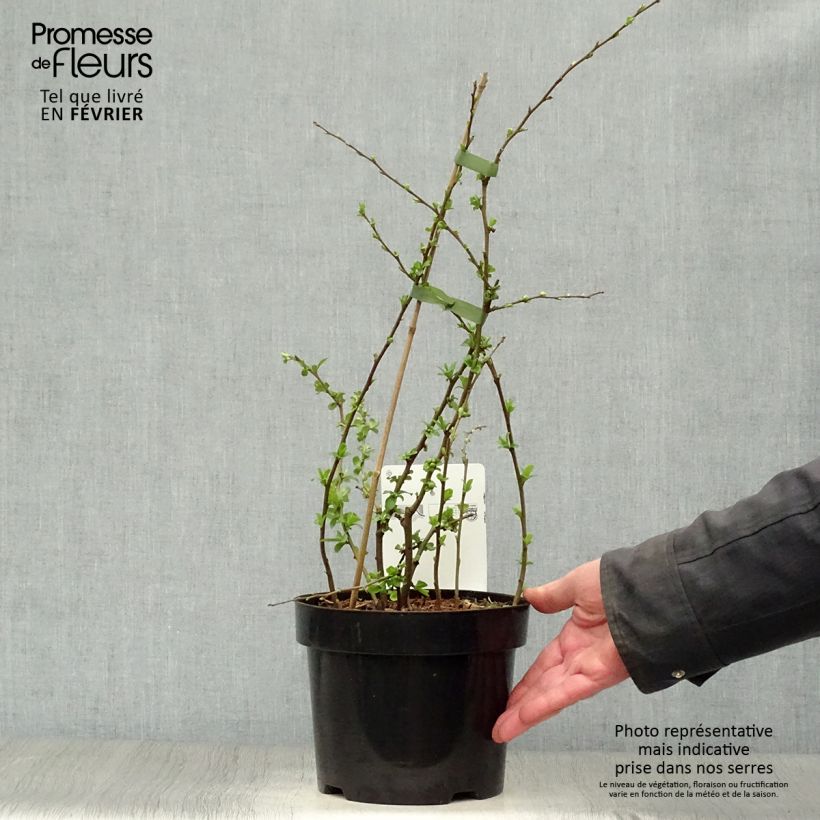 Amostra de Cognassier du Japon Yukigoten  - Chaenomeles speciosa Vaso de 3 L/4 L tal como entregue no inverno