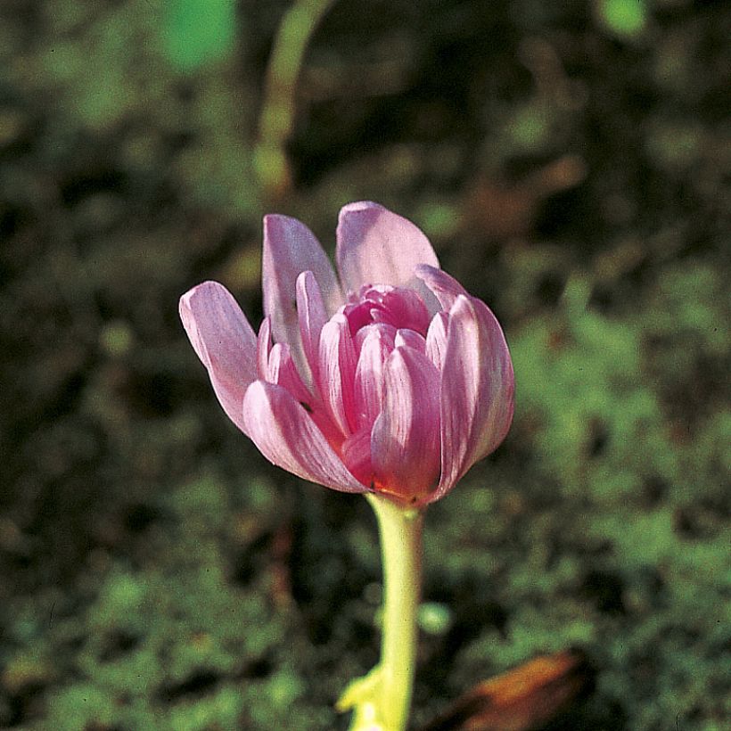 Açafrão-bastardo Pleniflorum - Colchicum autumnale (Floração)