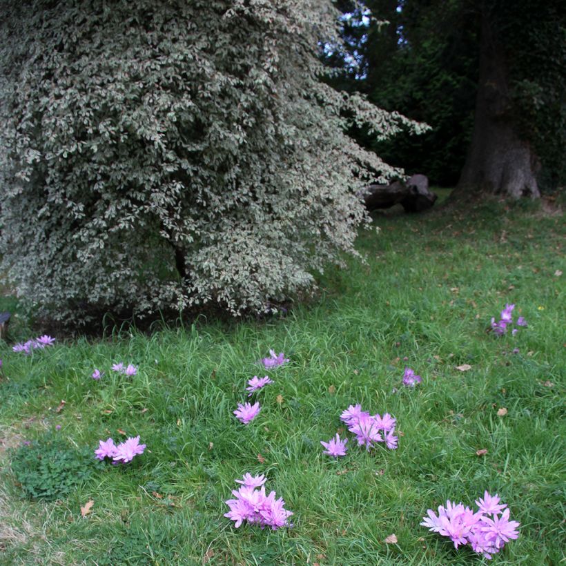 Açafrão-bastardo Pleniflorum - Colchicum autumnale (Hábito)