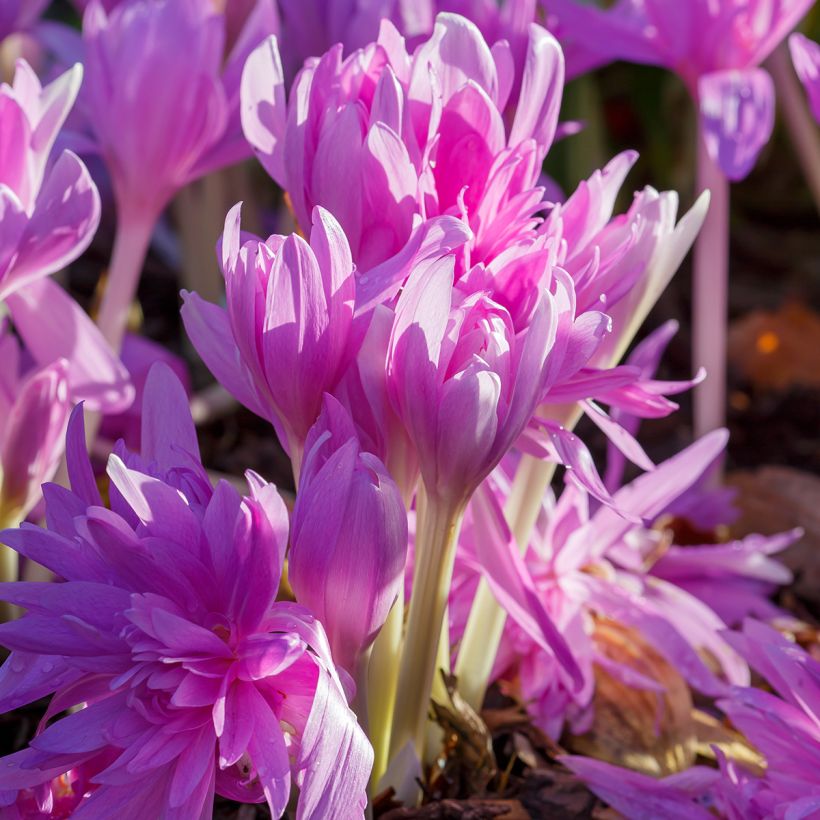 Cólchico Waterlily (Hábito)