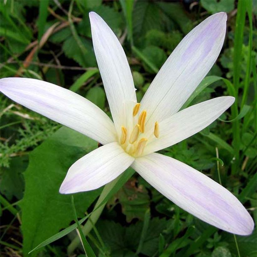 Açafrão-bastardo Album - Colchicum autumnale (Floração)