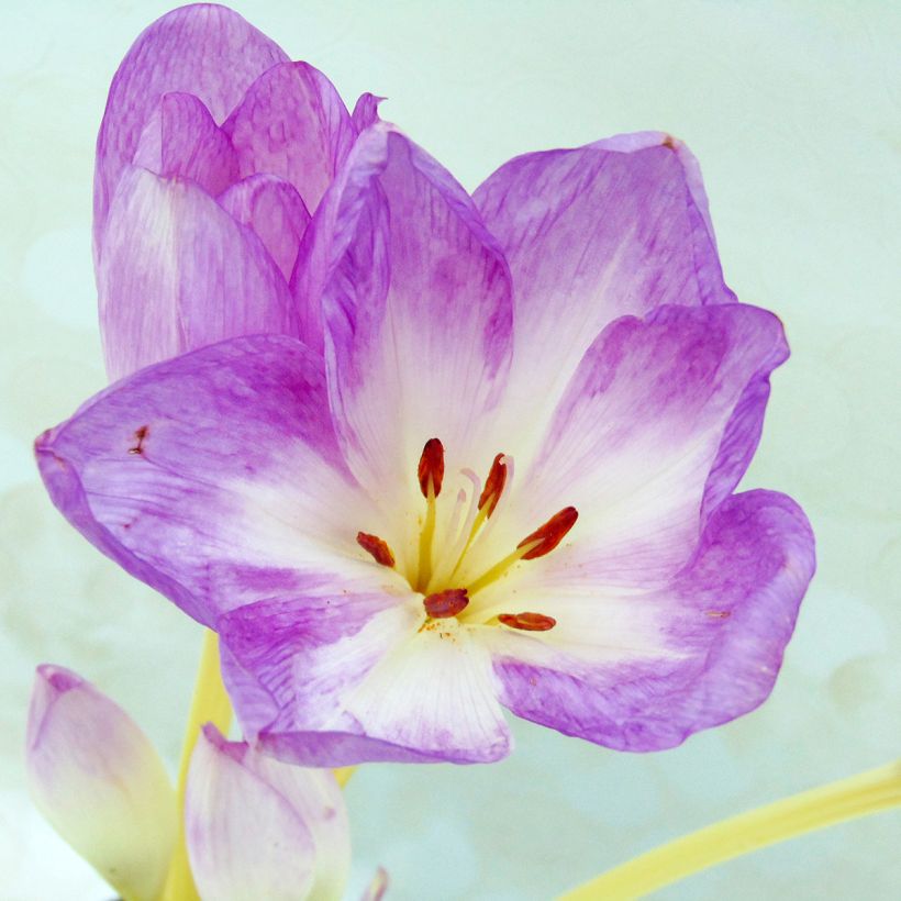 Açafrão-bastardo Major - Colchicum autumnale (Folhagem)