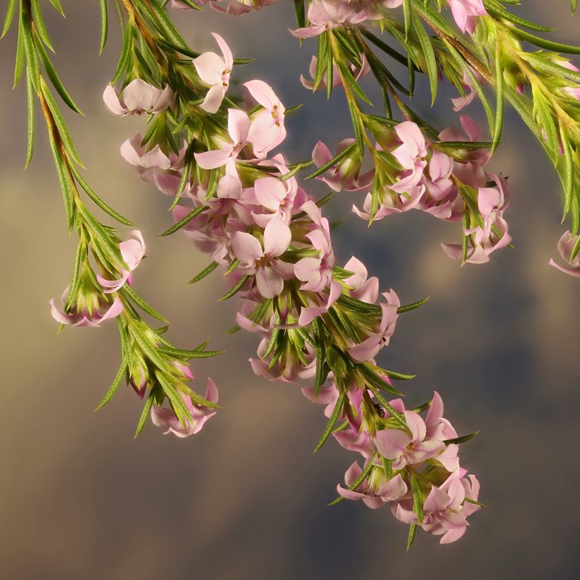 Coleonema pulchrum (Floração)