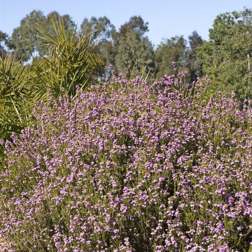 Coleonema pulchrum (Hábito)