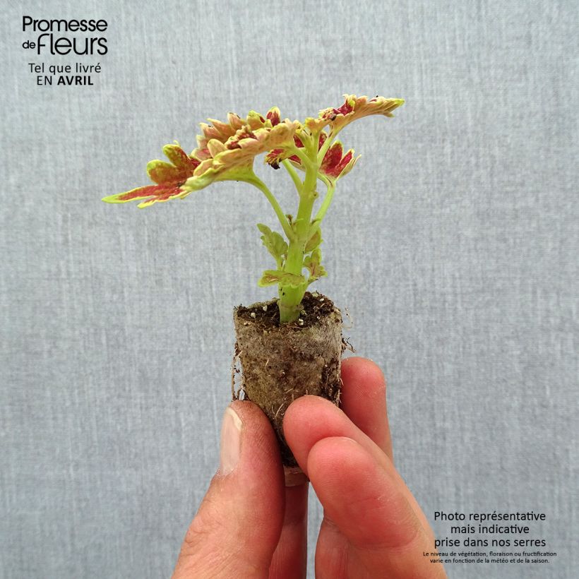 Amostra de Coleus Copinto Cuba Libre Mini-motte Ø 3/4 cm tal como entregue na primavera
