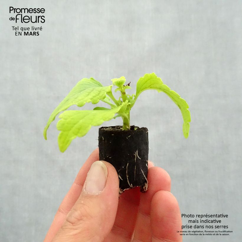 Amostra de Coleus Copinto Margarita Mini-motte Ø 3/4 cm tal como entregue na primavera