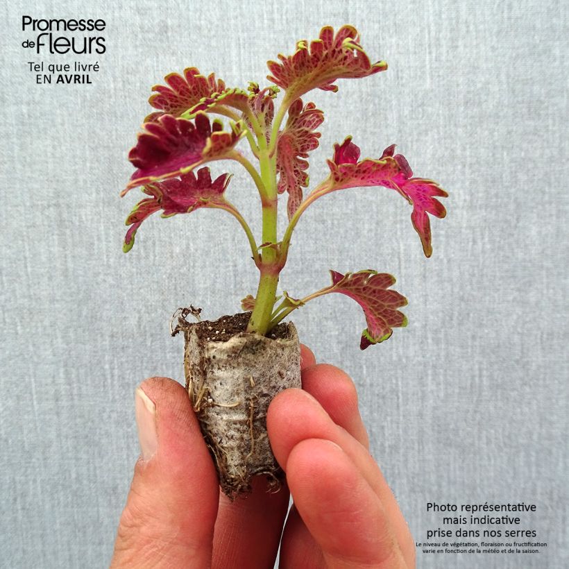 Amostra de Coleus Copinto Planter's Punch Mini-motte Ø 3/4 cm tal como entregue na primavera