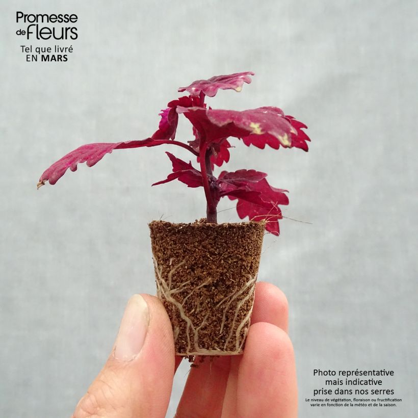 Amostra de Coleus FlameThrower Salsa Roja Mini-motte Ø 3/4 cm tal como entregue na primavera