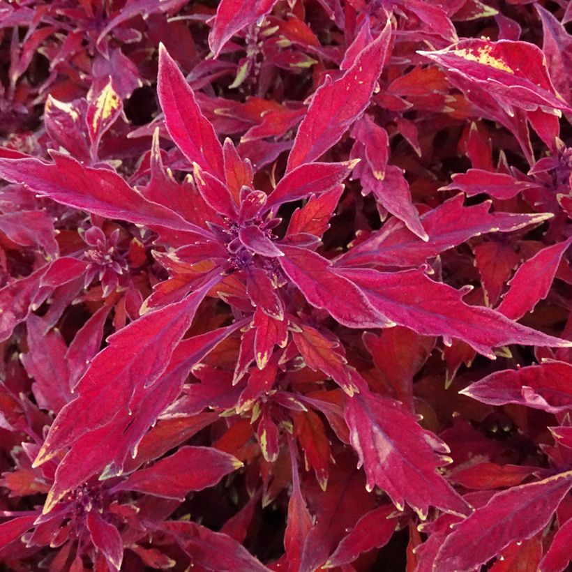 Cóleo FlameThrower Salsa Roja (Folhagem)