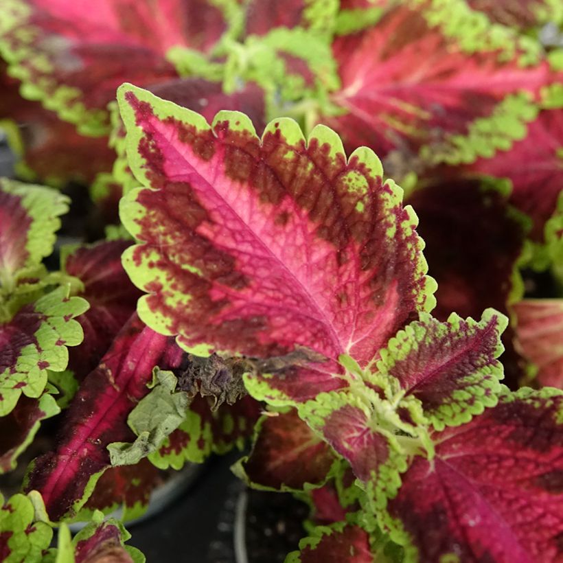 Cóleo Le Freak - Coleus scutellarioides (Folhagem)