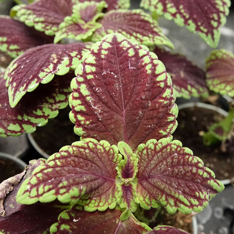 Cóleo Abbey Road - Coleus scutellarioides (Folhagem)