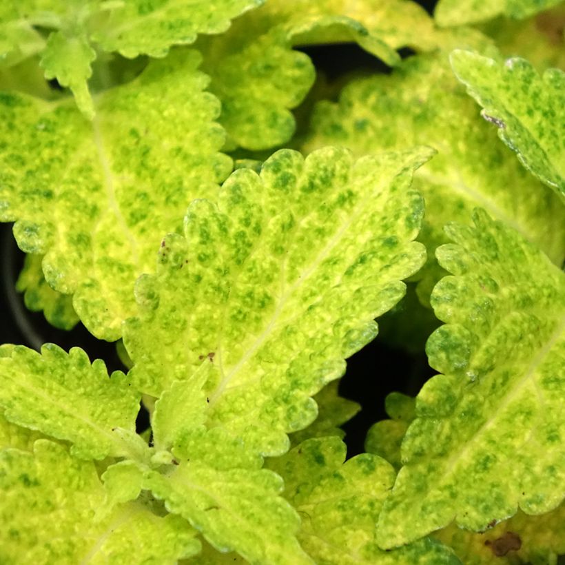 Cóleo River Walk - Coleus scutellarioides (Folhagem)