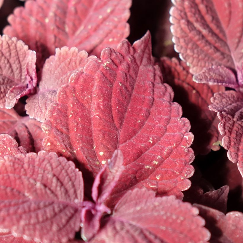 Cóleo Second Street - Coleus scutellarioides (Folhagem)