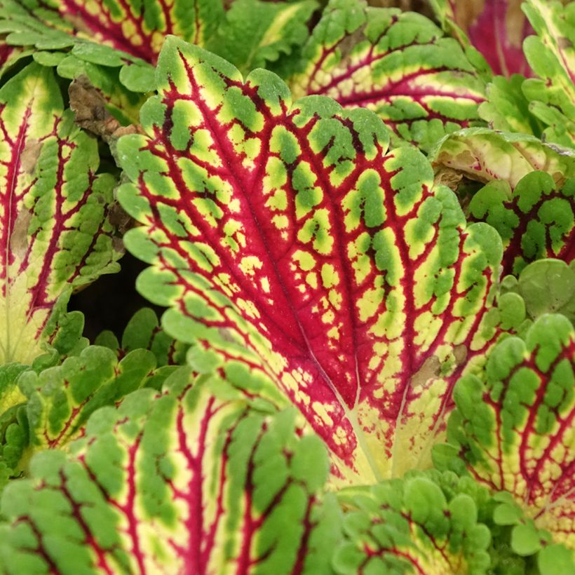 Cóleo Spacecake - Coleus scutellarioides (Folhagem)
