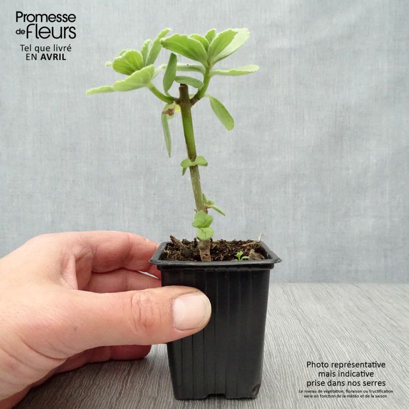 Amostra de Coleus canina - Repele cães e gatos Vaso de 7/8 cm tal como entregue na primavera