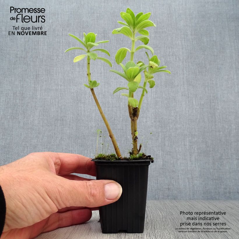 Amostra de Coleus canina - Repele cães e gatos Vaso de 7/8 cm tal como entregue no outono